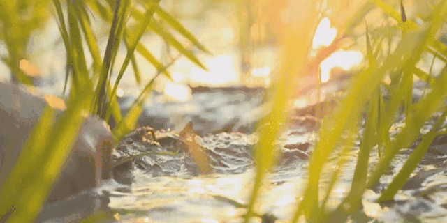 农产品品牌化是未来的发展趋势,而民乐大米具备了爆品的产品内核.