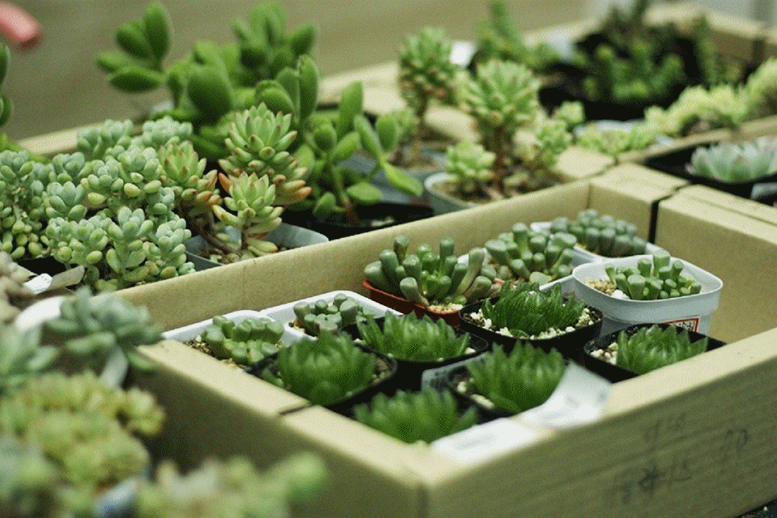 秀妍  上千个品种,一万多株活体多肉 你见过的,木有见过的 甚至还有