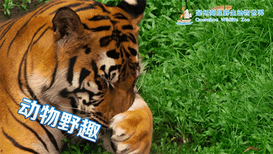 壁纸 动物 狗 狗狗 虎 老虎 桌面 550_310 gif 动态图 动图