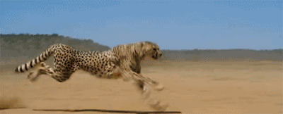 惊呆路人!高速公路上有只