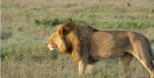 小好玩 | 成都开通直飞非洲航线,大草原我来啦!