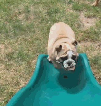 狗子永远像个长不大的孩子,玩滑梯很溜啊!最后的柯基亮了!