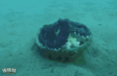 设计大黄鸭的荷兰艺术家,在深圳造了一只可以进去玩的大章鱼