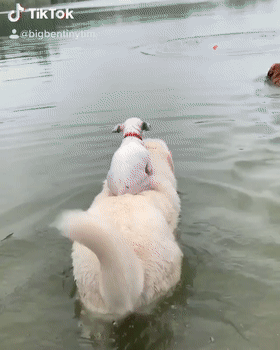 小狗不会游泳，大狗就驮着它下去游了一圈，居然没有掉下来!