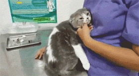 主人带猫去打疫苗，猫紧紧抱着护士，相当淡定，而自家的..