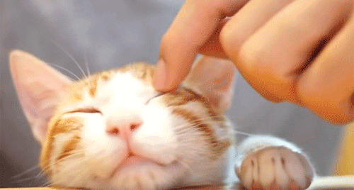 撸猫好去处|搜罗无锡猫主题餐吧,把你萌翻只需要一个