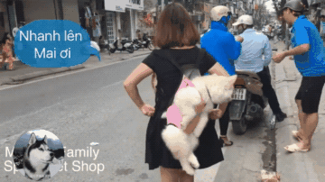 很多网友评论说小阿拉颜值很高 跟在女主人的屁股后面 阿拉斯加:主人