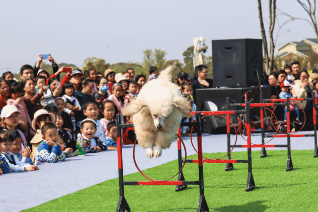 里面到处都是泰迪熊的身影,大草坪上还坐着一只