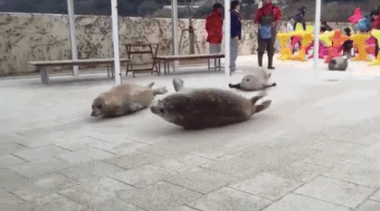 动物的奥秘 | 国际海豹日