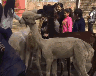 笑爆| 萌妹子演绎铁头功 看一次笑一次的躺枪图