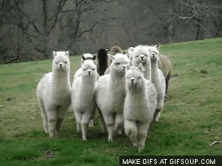 蔬果鲜生的农场—中北镇冠德环球站 带你零距离萌宠