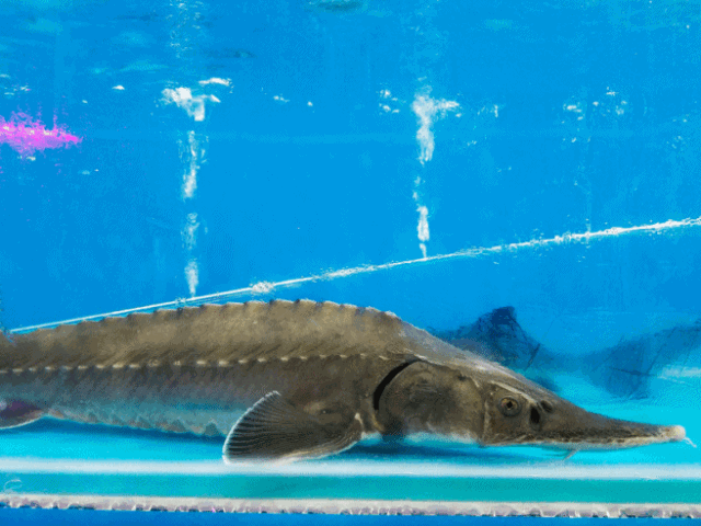 壁纸 动物 海底 海底世界 海洋馆 水族馆 鱼 鱼类 640_480 gif 动态图