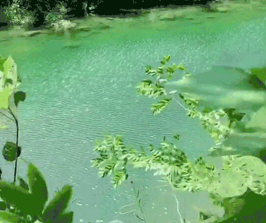 商家活动 详情 泉水流动 波光粼粼 绿叶摇曳 这是大自然的freestyle