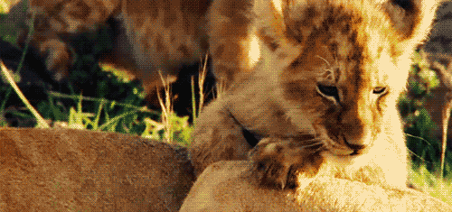 都说贝爷多牛X，在背后默默拍贝爷的人们更猛