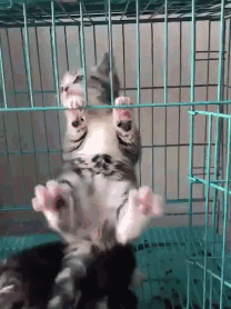 小奶猫做引体向上不敢不来
