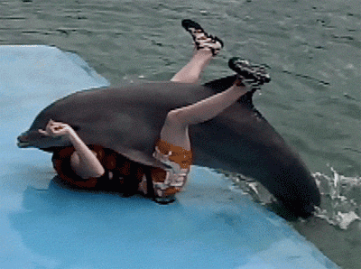 智商8岁的公海豚