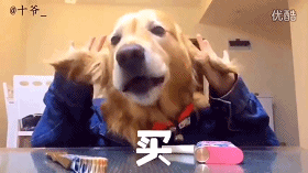 () 波姐,我都胖出双下巴啦!被人笑话啊~求助自助啊!
