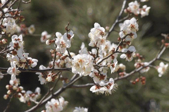 现在正是梅花二弄