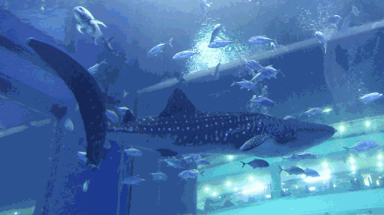 金華萬泰海立方海洋公園