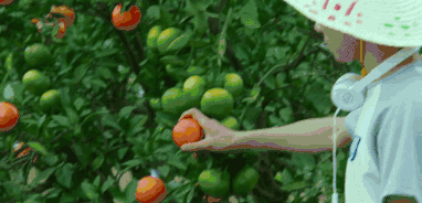 蓝莓草莓桃子李子橙子橘子核桃栗子