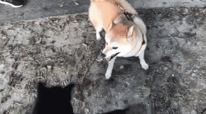 还记得那只被咬舌头的柴犬妹妹吗?最近它遇到了克星