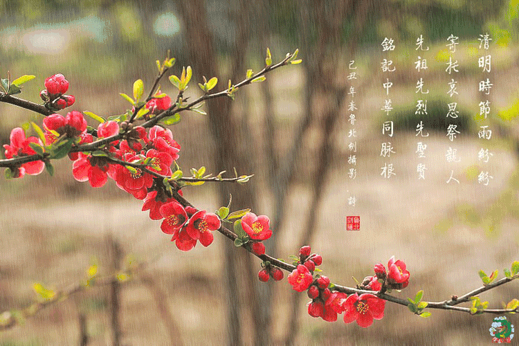 浊者清也诗词原创:第四十七期:梅词二十二阙