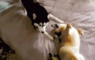 哈士奇大战柴犬,二哈居然这样玩,一口没忍住喷饭了