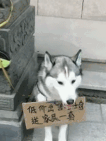 着 低价出售哈士奇,送家具一套 网友心想这只二哈估计在家里疯狂拆迁