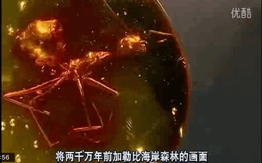 琥珀里住着个小天使,在和孩子们讲起了故事!