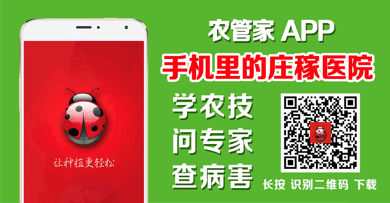 土豆是根还是茎 地膜马铃薯后期管理应该抓的三大要点！