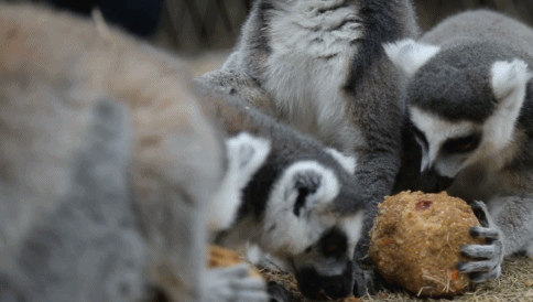 半散放的喂养模式,羊驼,天鹅,梅花鹿等在园中悠闲的散步,温驯动物在