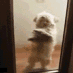 150_150gif 动态图 动图