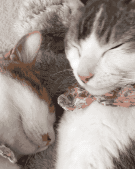 羡慕哭了!看高颜值的喵星人上演教科书级的秀恩爱