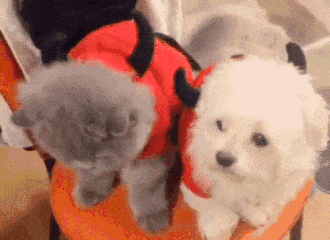 每日一笑,猫咪好奇亲了一下狗狗后,竟然.