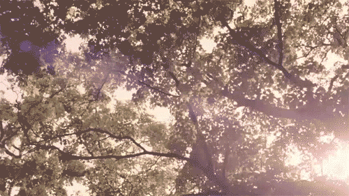 总有一种感知,大自然万物齐声喧哗,那是天簌梵音,是心之所望的最美