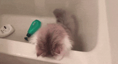 喵星人现场演绎【当时我就懵逼了】,专治不开心!