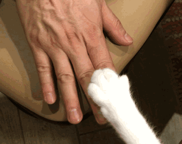 猫咪的手不是你想牵就能牵，然而有一种主子，竟然…