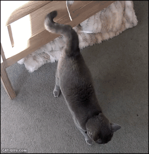 图源:cat gif