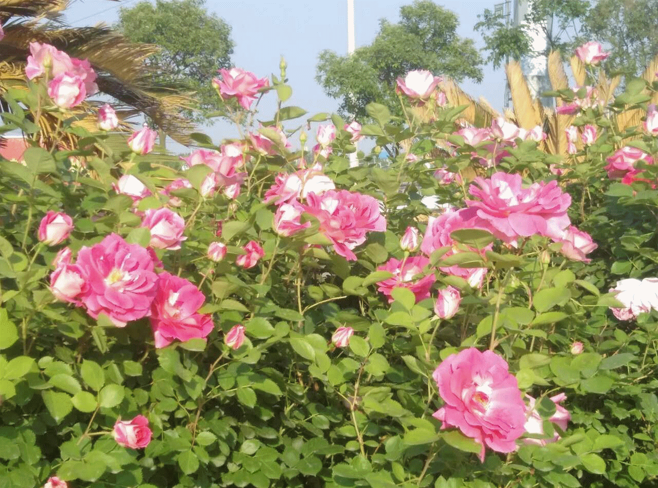 早开的郁金香,牡丹和风信子都已缤纷谢幕,但是花博园里晚开的花卉品种