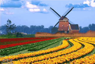 壁纸 成片种植 风景 植物 种植基地 桌面 325_220 gif 动态图 动图