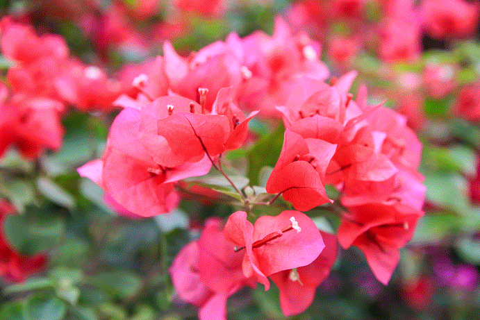 只剩12天!深圳的这里美成了仙境,不看你要后悔一年了!