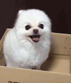 据说养什么样的狗暴露了主人的性格?