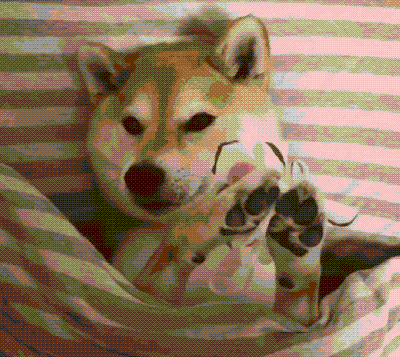 如果你想让你的宠物也成为一名网红,如果你觉得你的宠物是该管理下