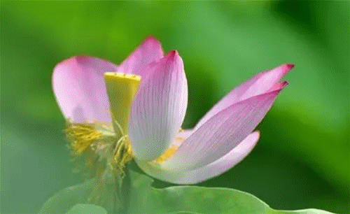 荷hehua花观赏地汕头绿梦湿地生态园金鸿公路新溪段两旁新溪莲子种植