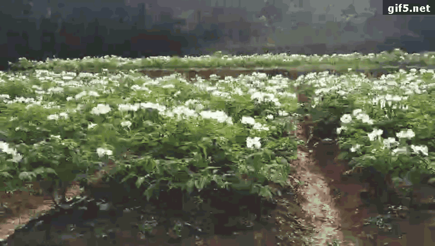 【探花】太平盛世喜牡丹,花开时节动绵州!