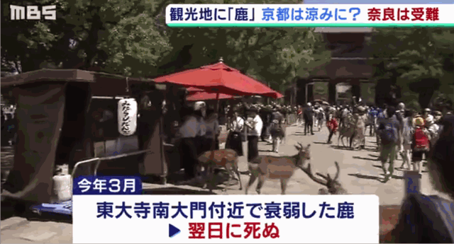 来日本旅游怎么不去一趟奈良公园喂喂小鹿呢?