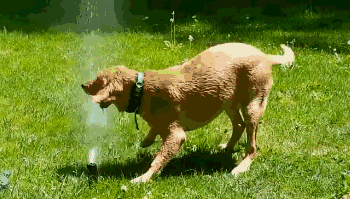 狗子喝水不老实,一边喝还一边甩头发