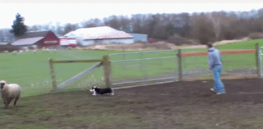 动态图全方位感受一下子柯基牧羊的实力