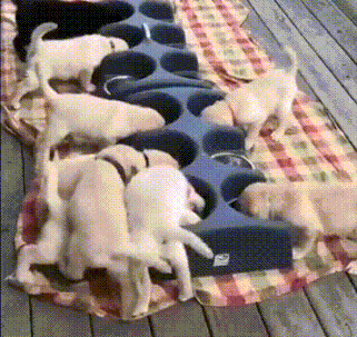 在二狗子眼里,饭永远是抢来的吃着最爽!