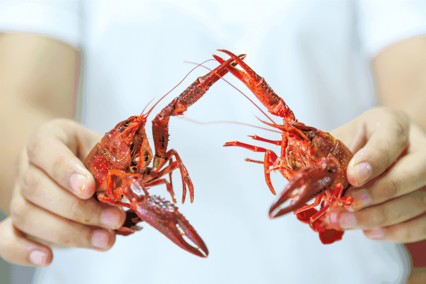 357】冲着销魂的18cm和溢满的黄,这168元免费龙虾我抢定了!